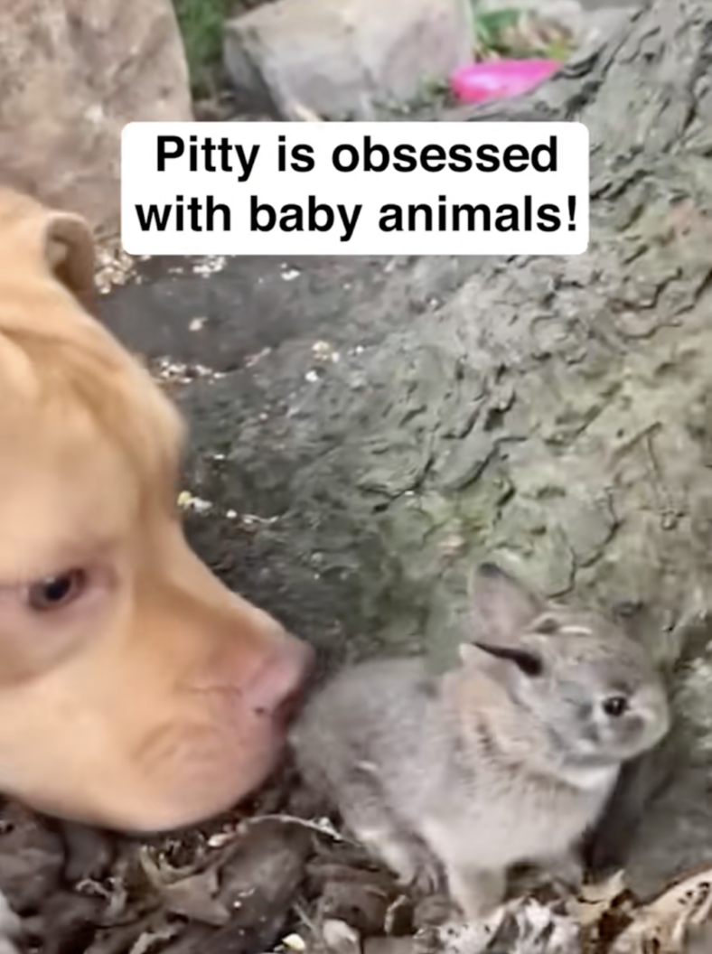 This Pitbull's Obsession With Small Animals Is The Sweetest Thing You'll See Today
